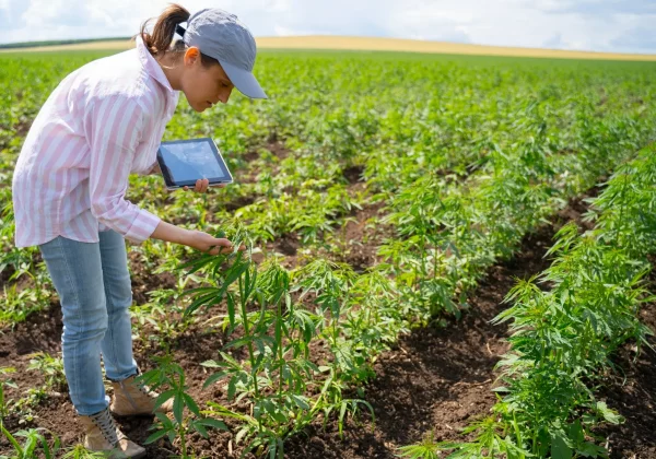 farmer-in-field Hemp Crc